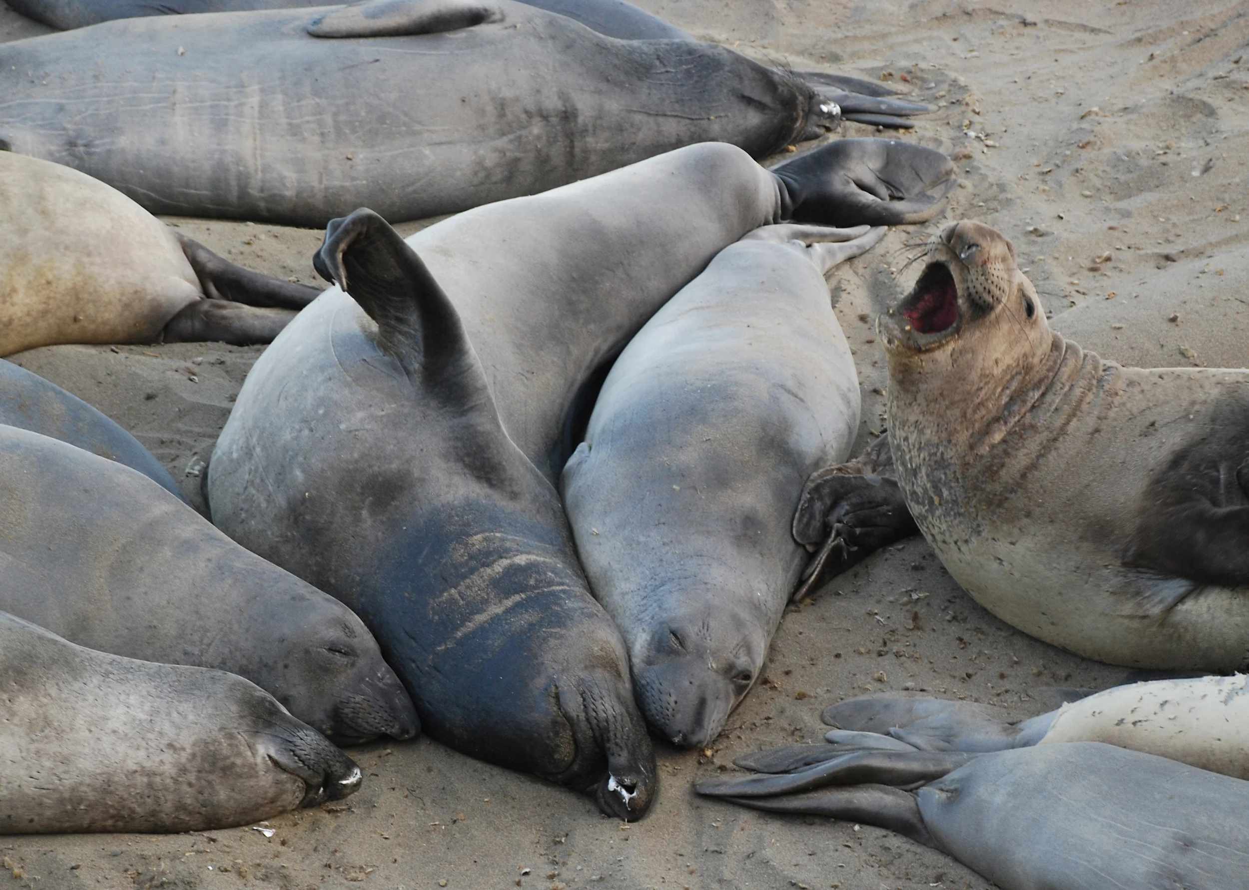 Sea lion colony we found along the coast 