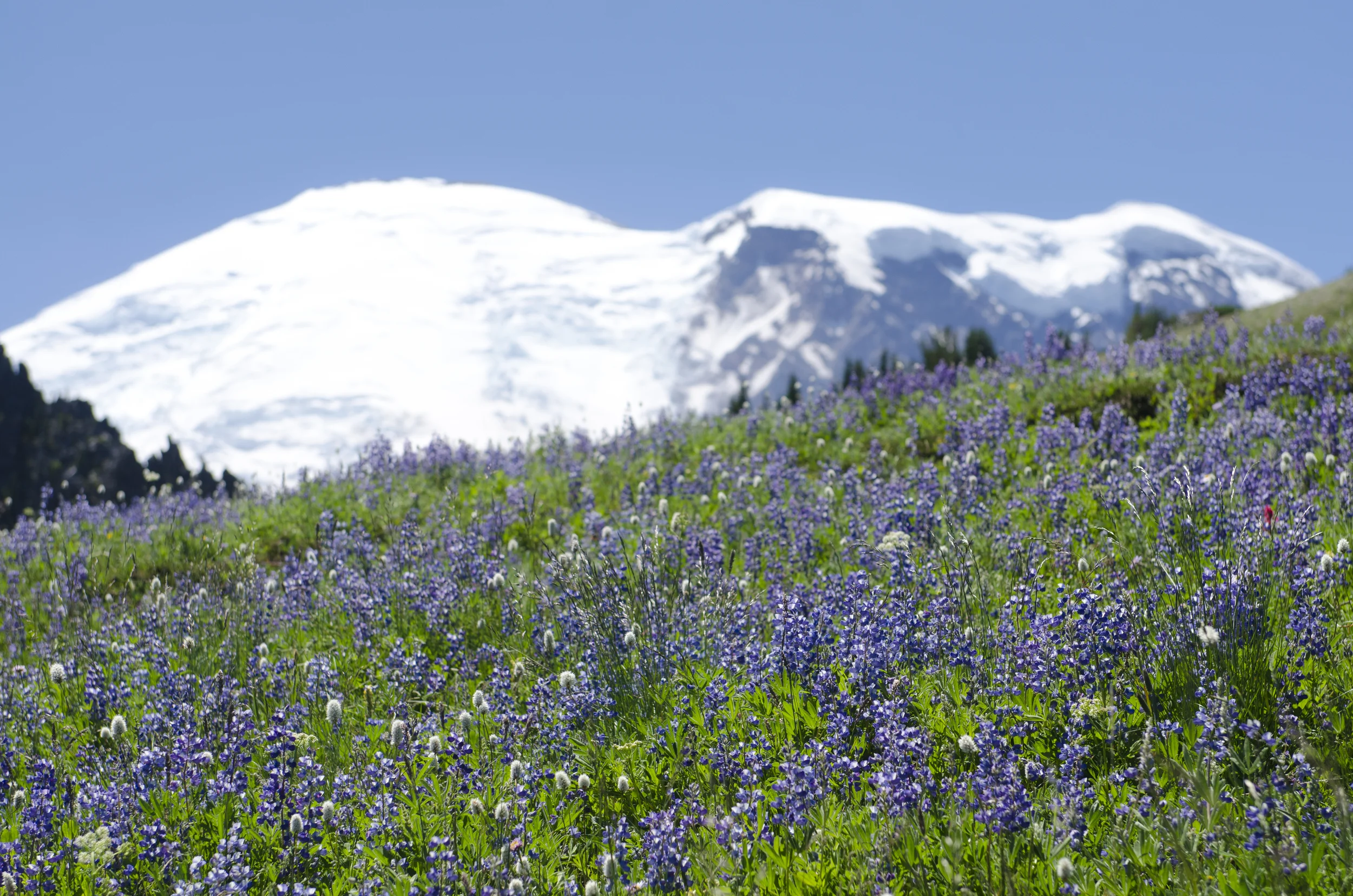 Those wildflowers... 