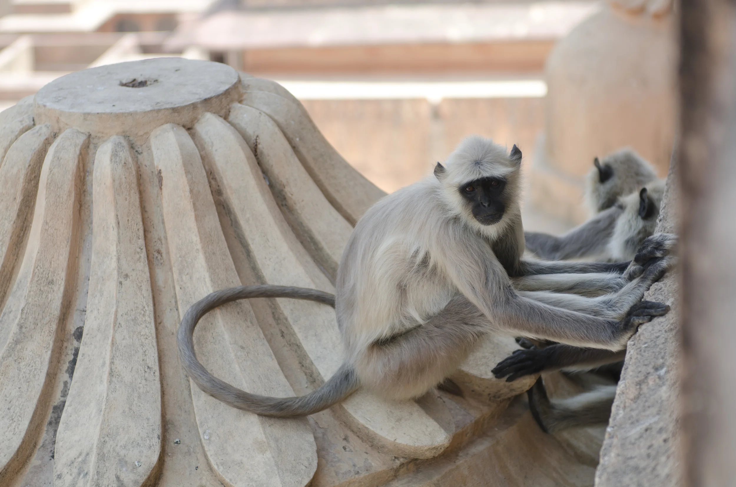 There were so many monkeys scampering around