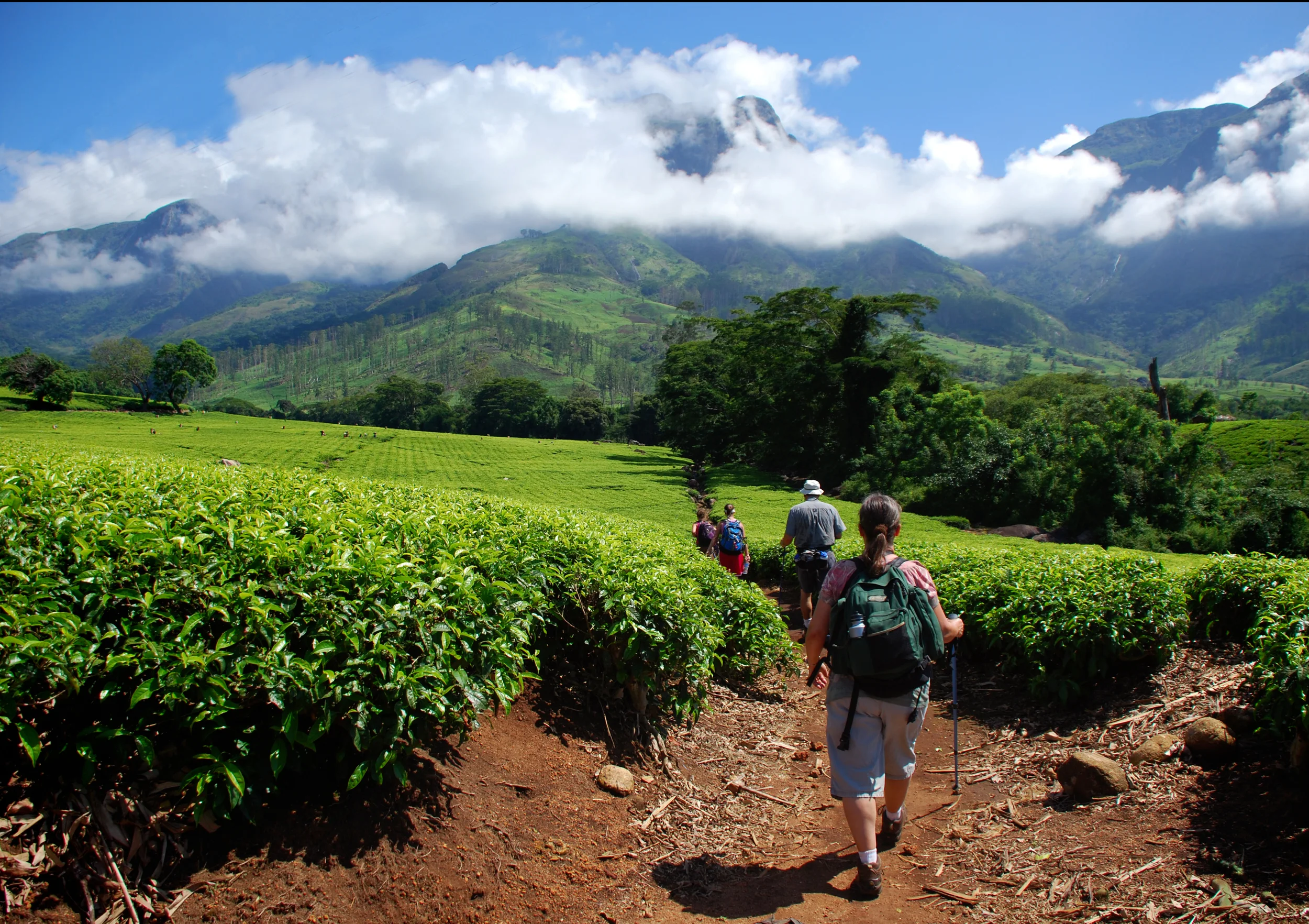 Starting our climb from the tea fields in the valley