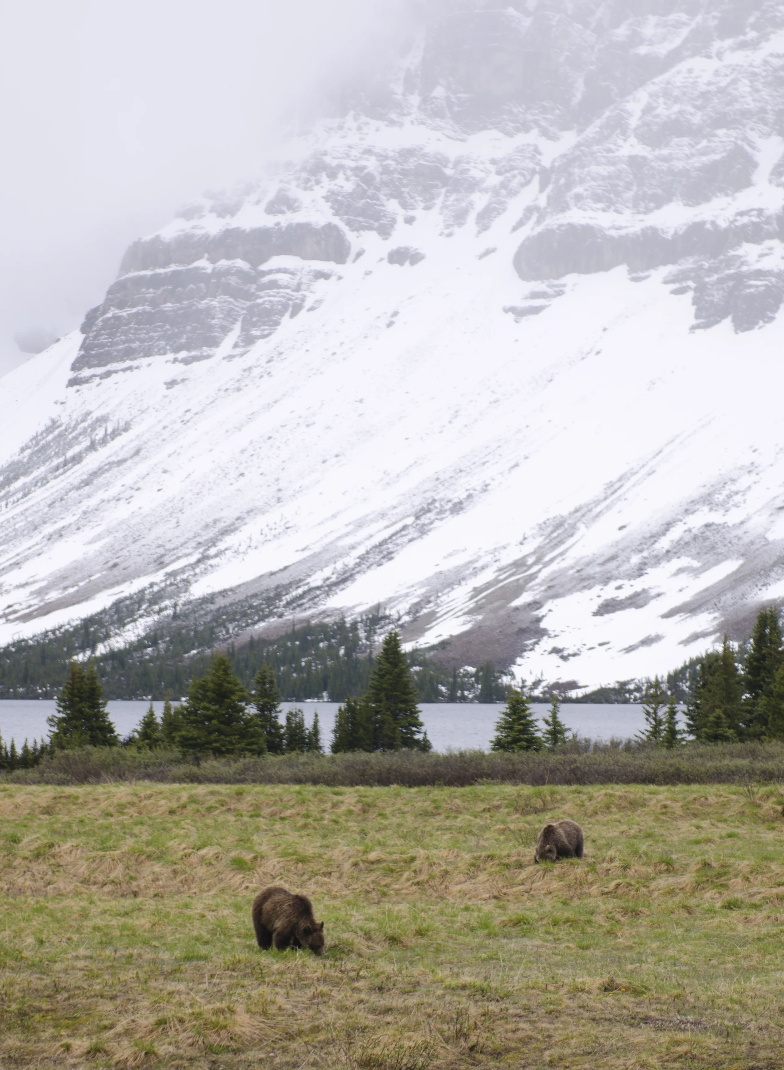 Our first grizzly sighting. We saw seven bears in total!