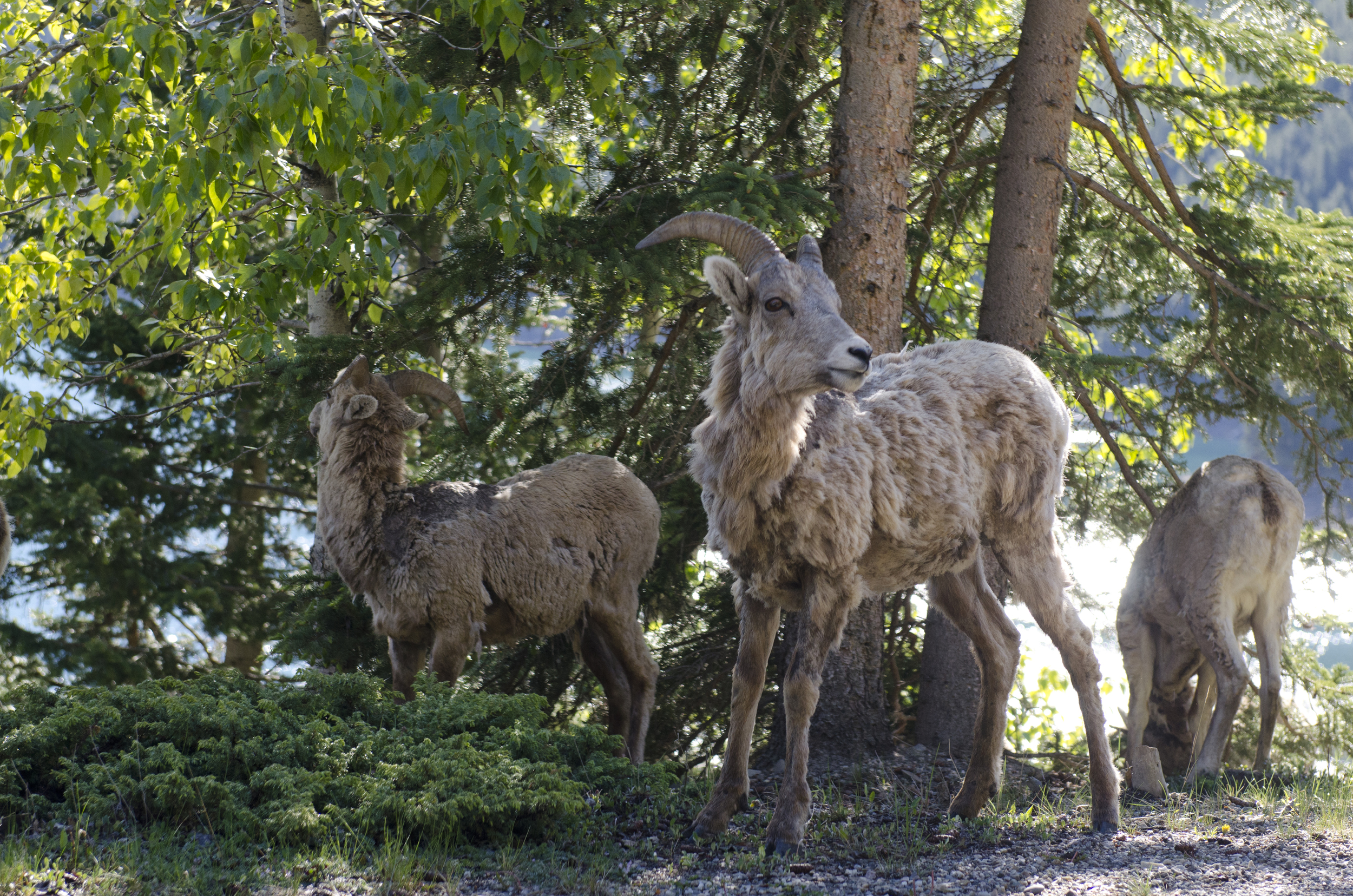 We came across this herd of Rocky Mountain Bighorn Sheep just above Minnewanka