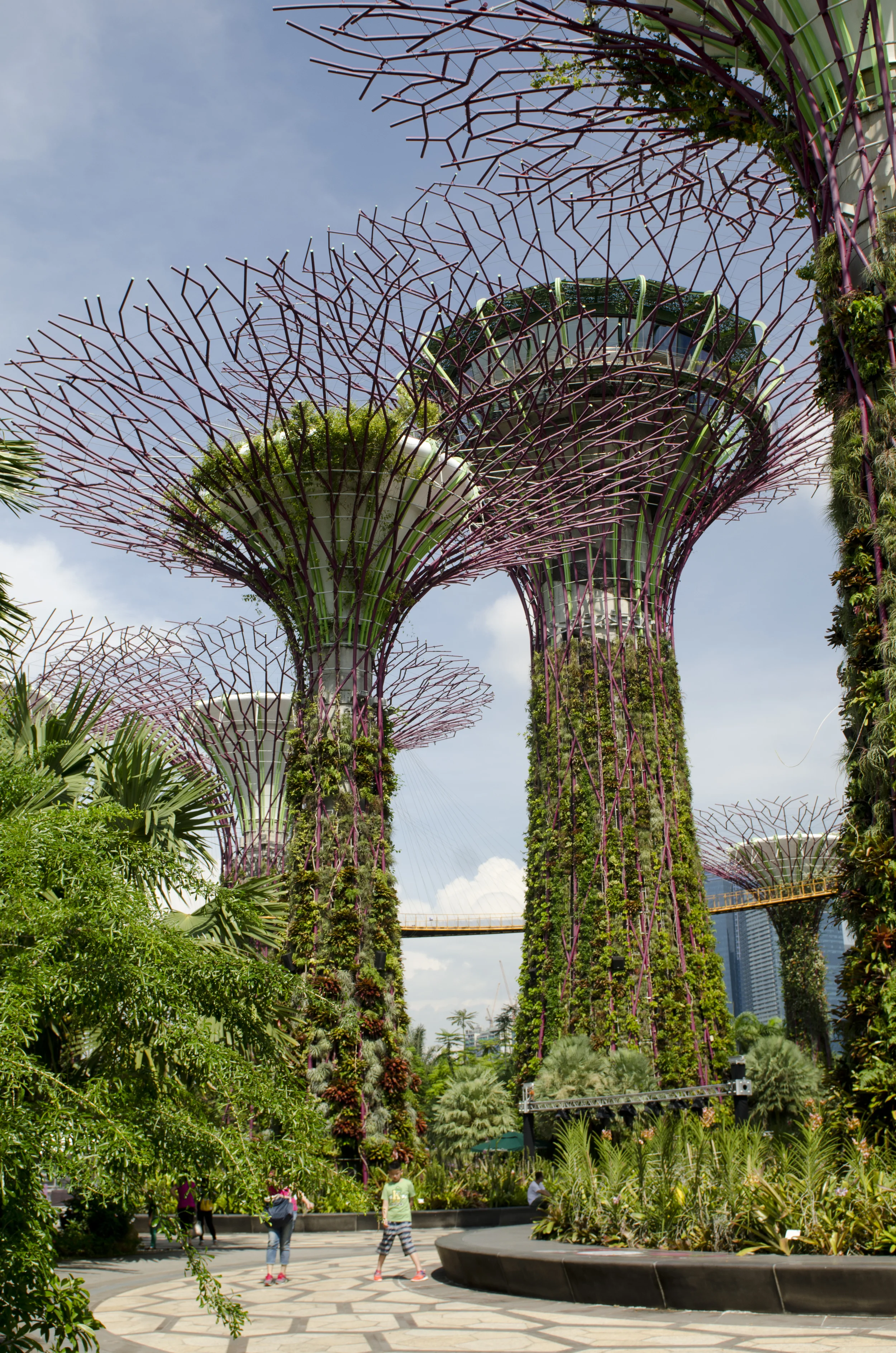 The famous Supertree Grove at last