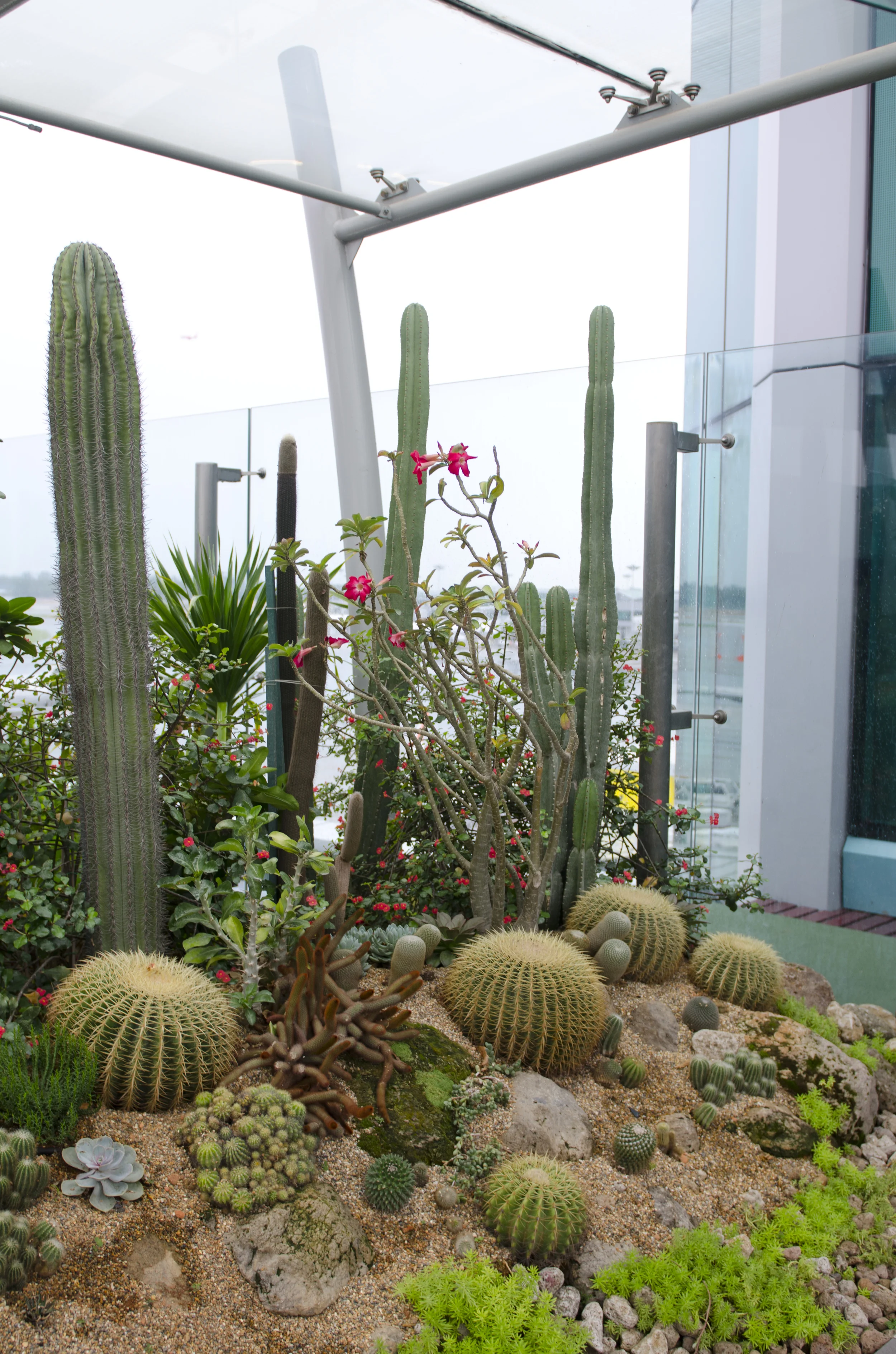 Up in the rooftop cactus garden