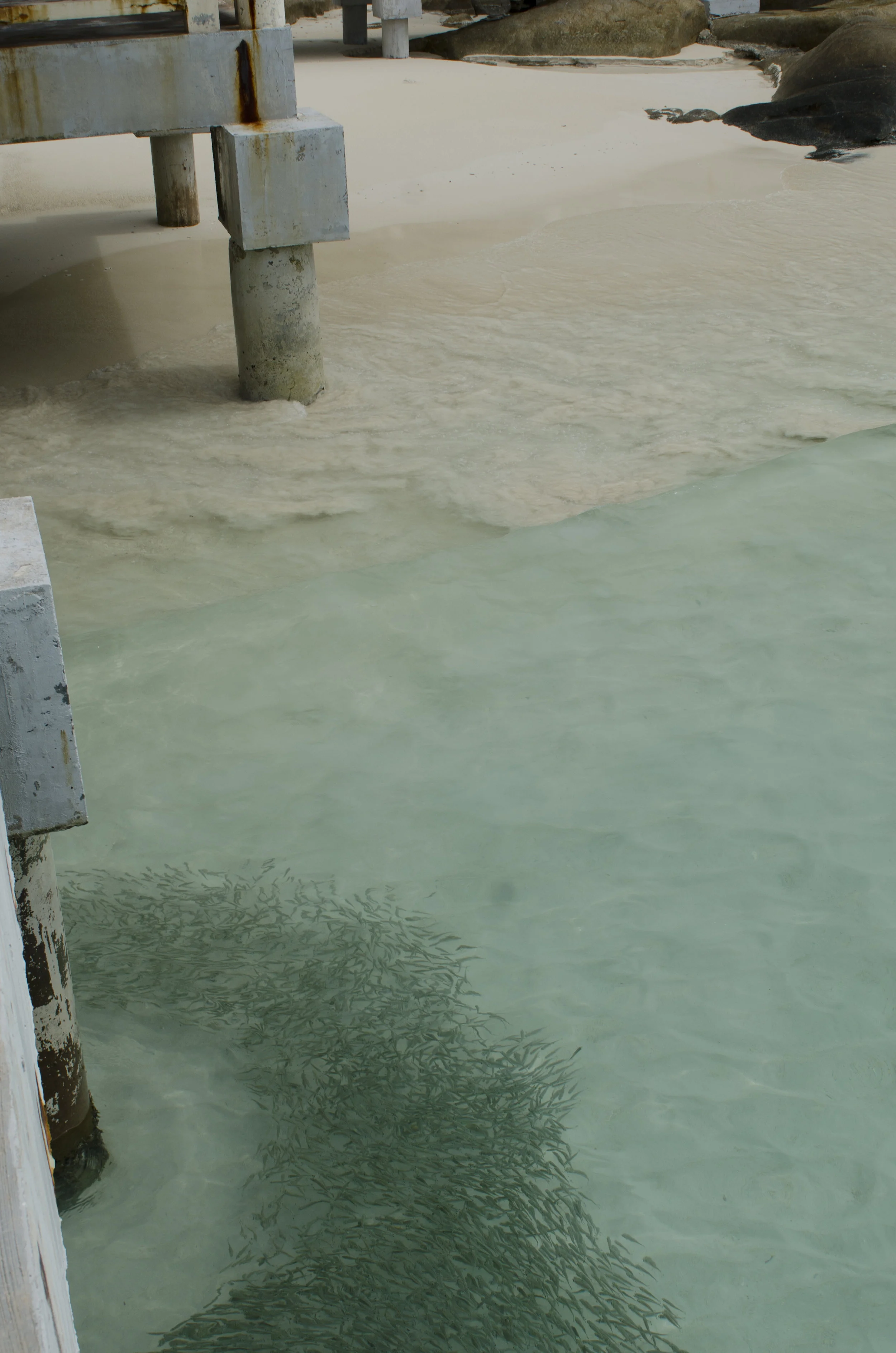 Walking on the pier we noticed this huge school of tiny fish hanging out practically onshore