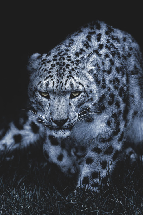 worldfam0us:

Stalking | WF