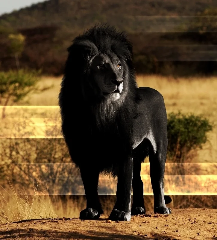 donttrustanybody:
anarchyandcha0s:
lydias-lover:
kingsxoqueens:
The opposite of albinism called melanism, a recessive trait where the skin and fur are all black.
Oh my gosh! He’s perfect!
holy shit that is the coolest thing ever
i tamed one o…