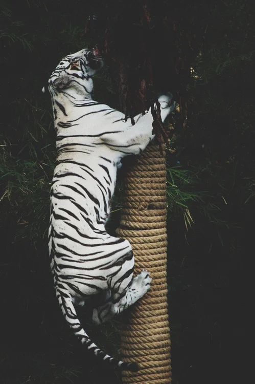 just-scheming:

The Scheme