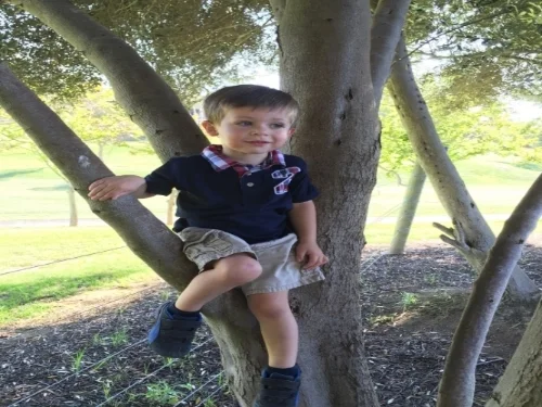 Climbing trees at Orfila Winery