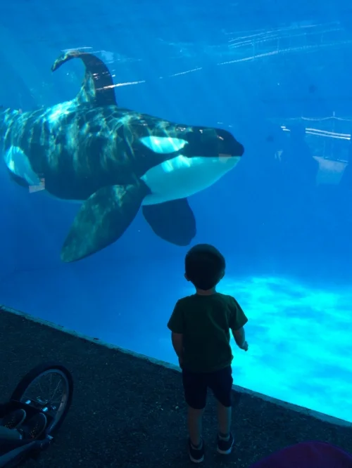 He was mesmerized and Max was too after a few minutes.