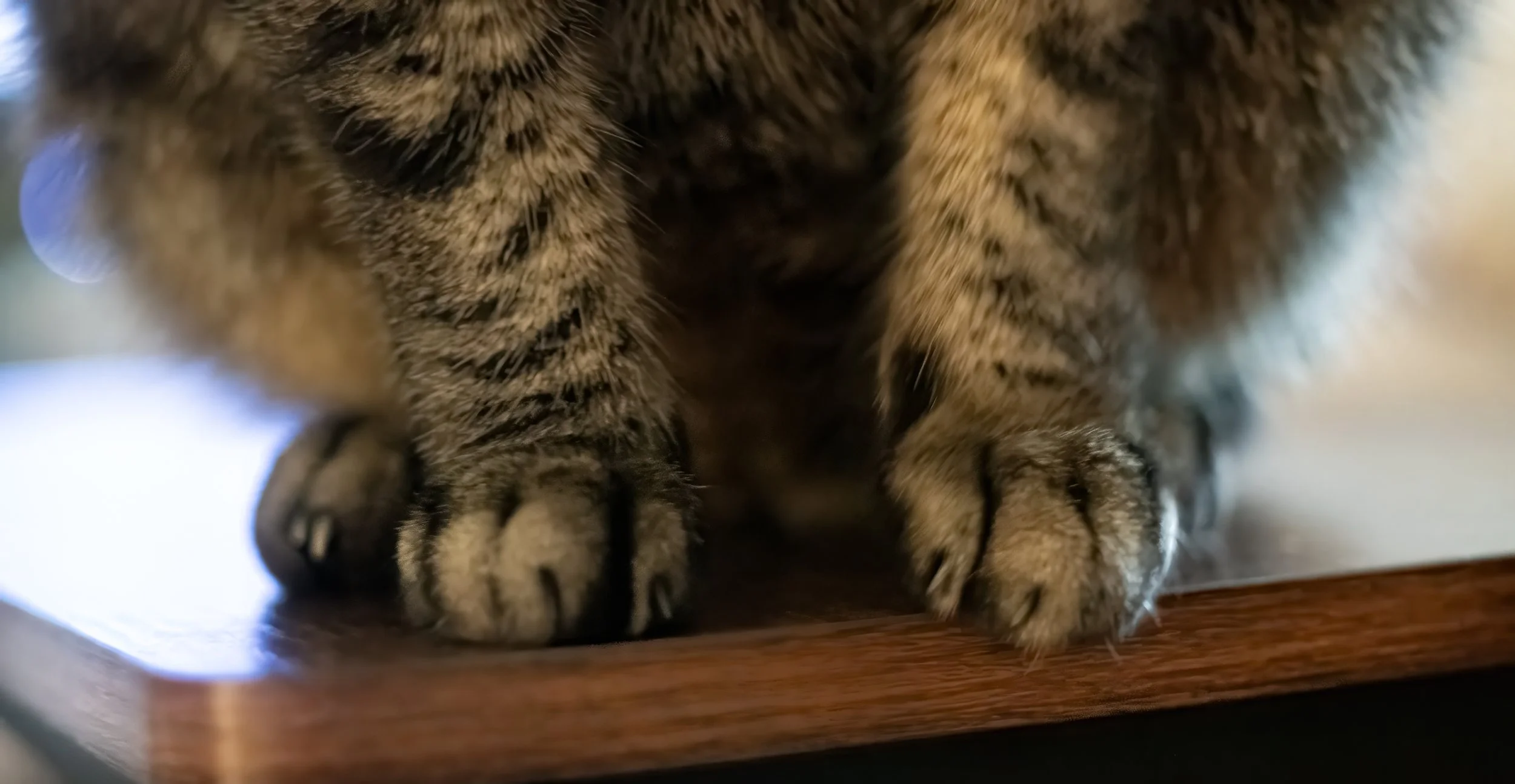 Paws