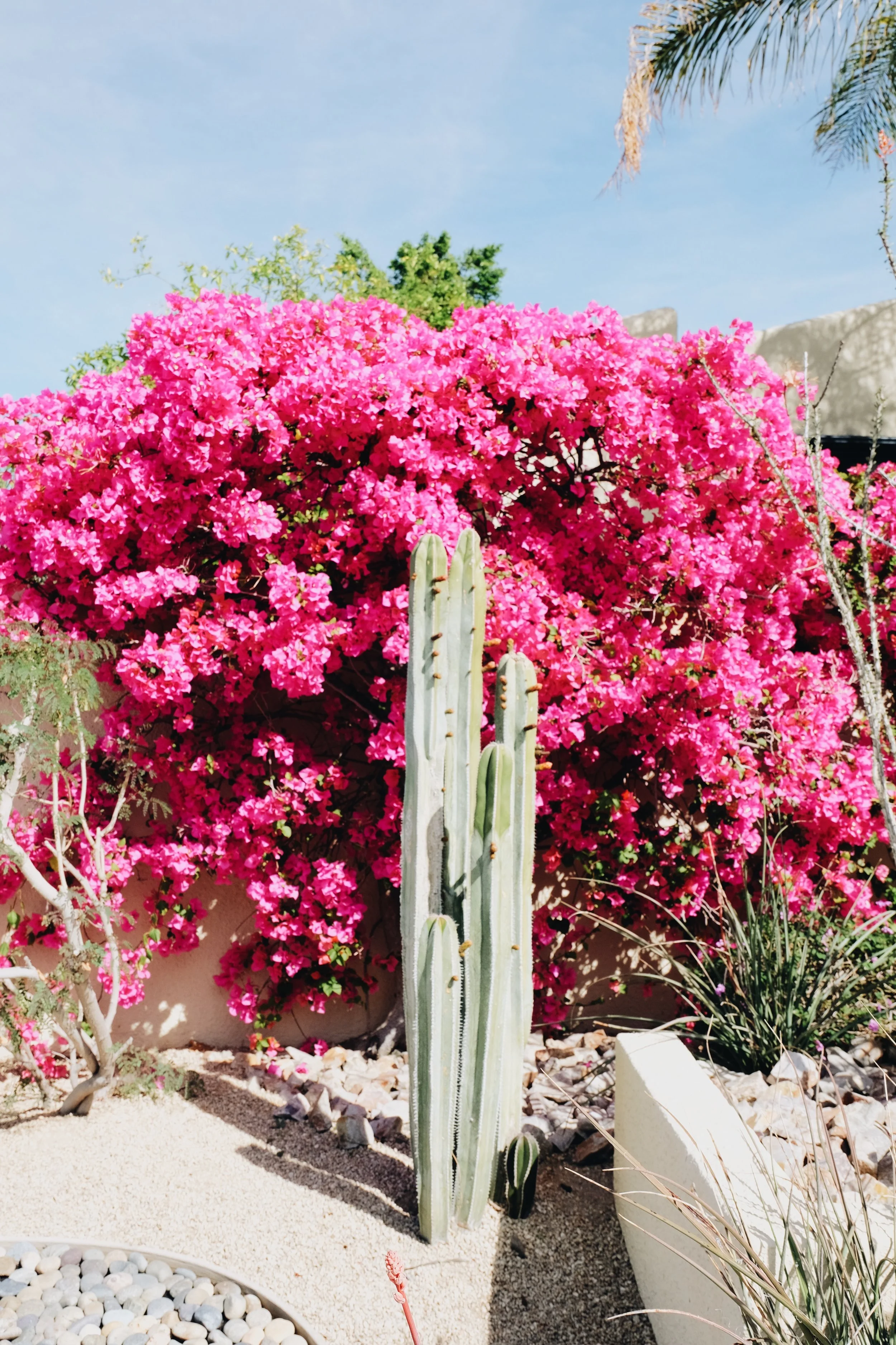 Palm Springs Travel Guide