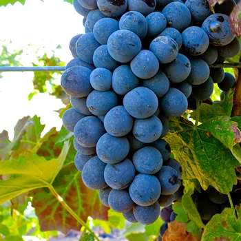 barbera.jpg