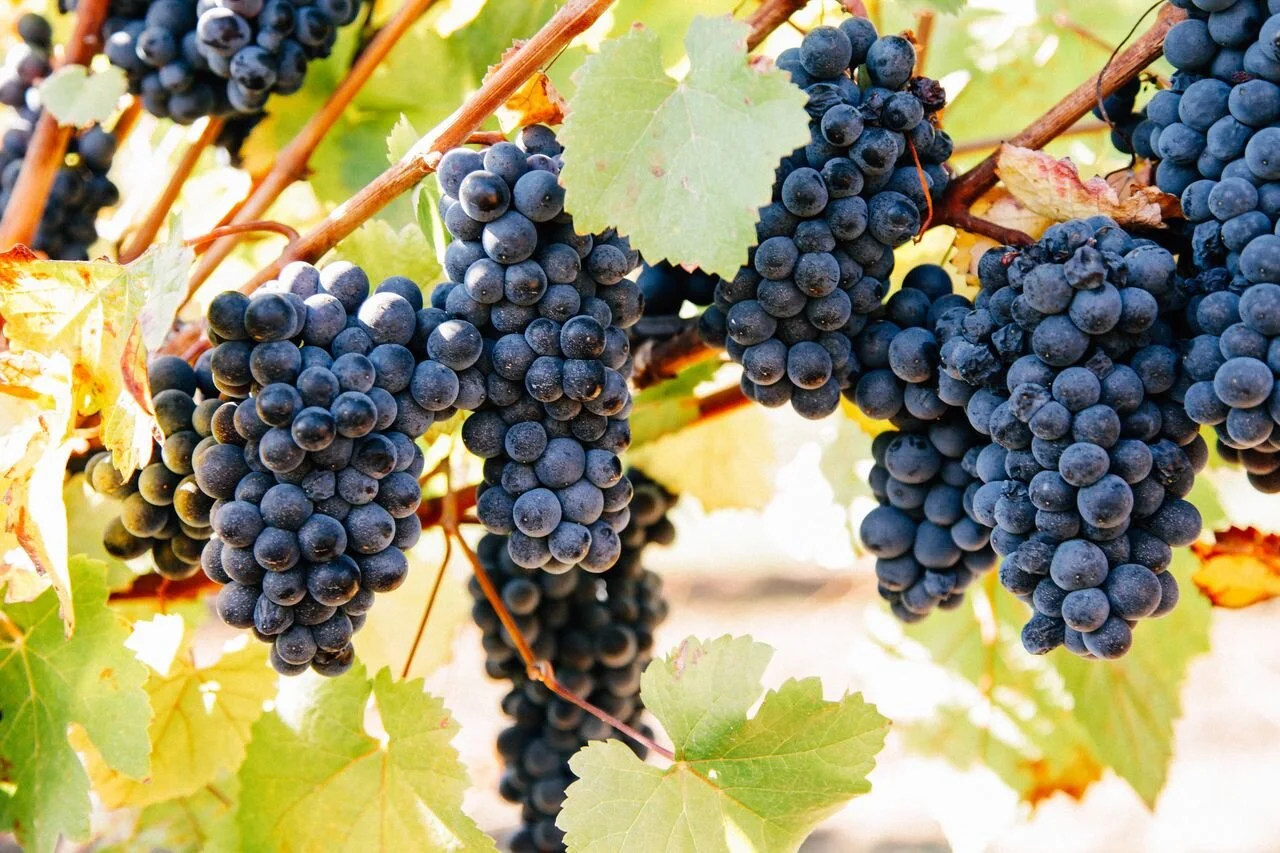PinotNoir.jpeg