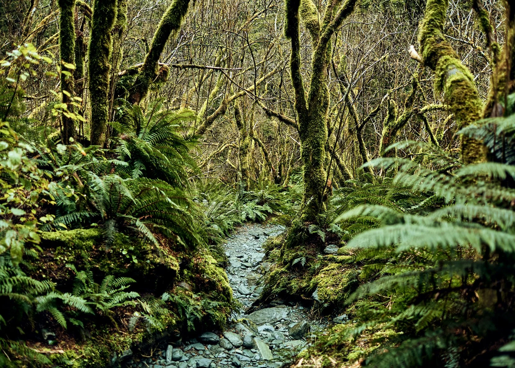 WanakaNewZealand18.jpg