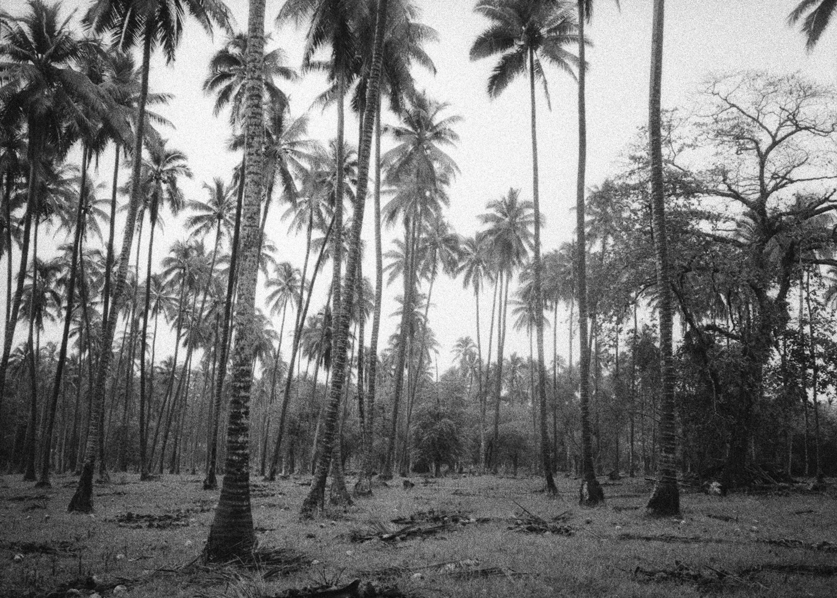 Enchanted_Vanuatu_3.jpg