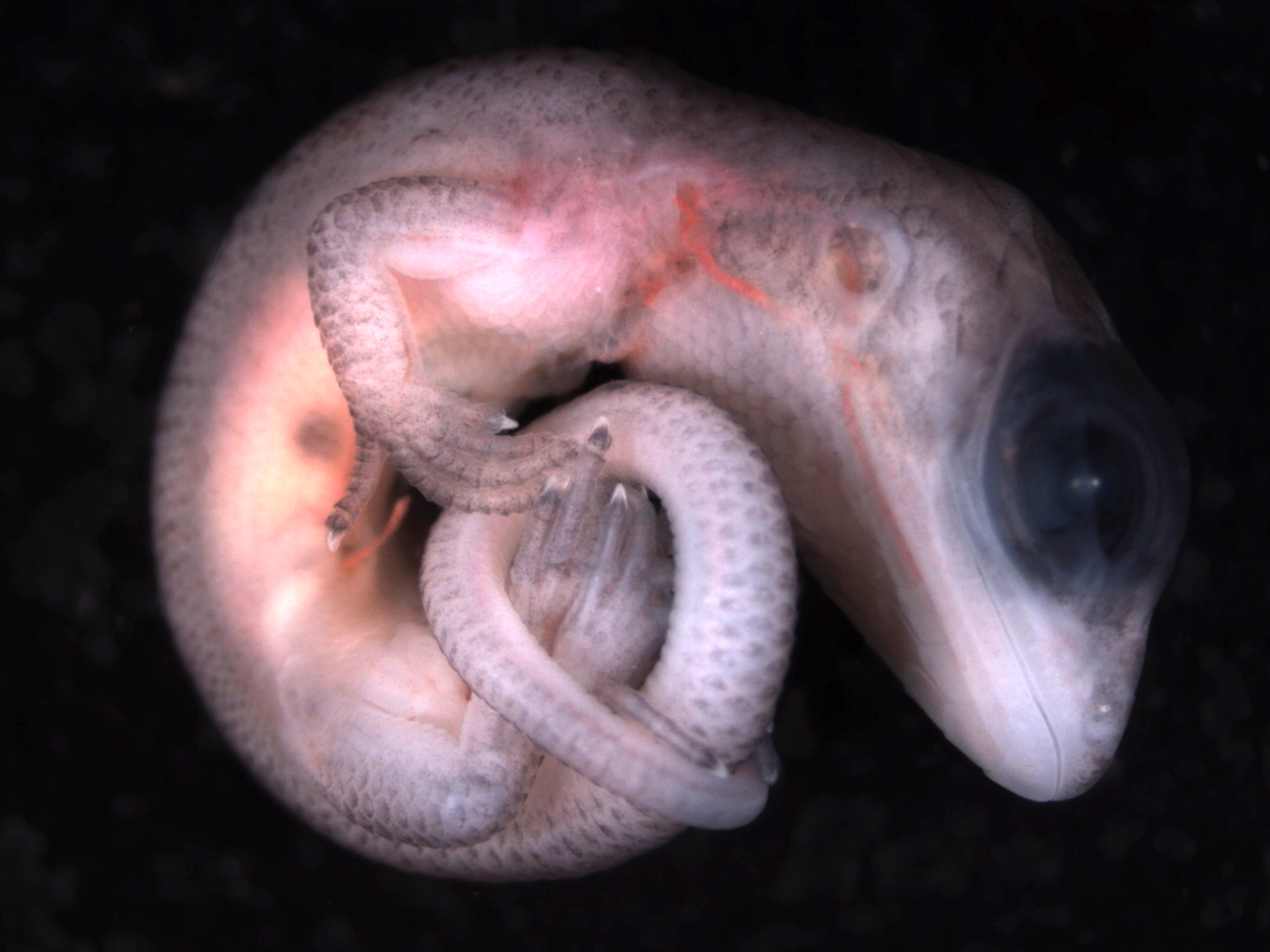 Embryonic Southern Grass Skink ( Pseudemoia entrecasteauxii ). Photo by Dr Oliver Griffith