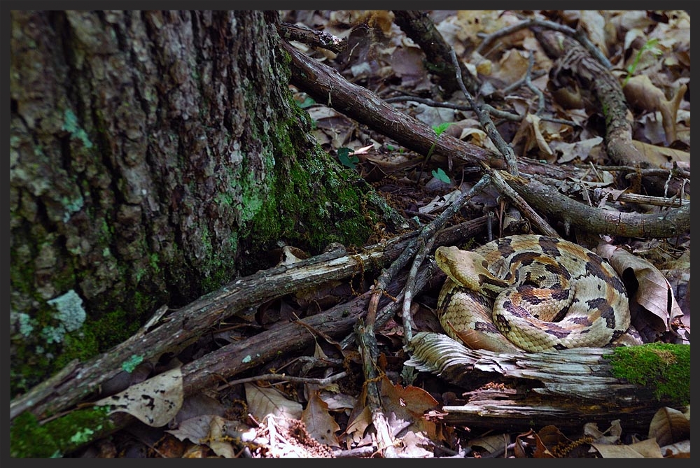 Adult male Timber Rattlesnake ( Crotalus horridus ) ambush foraging