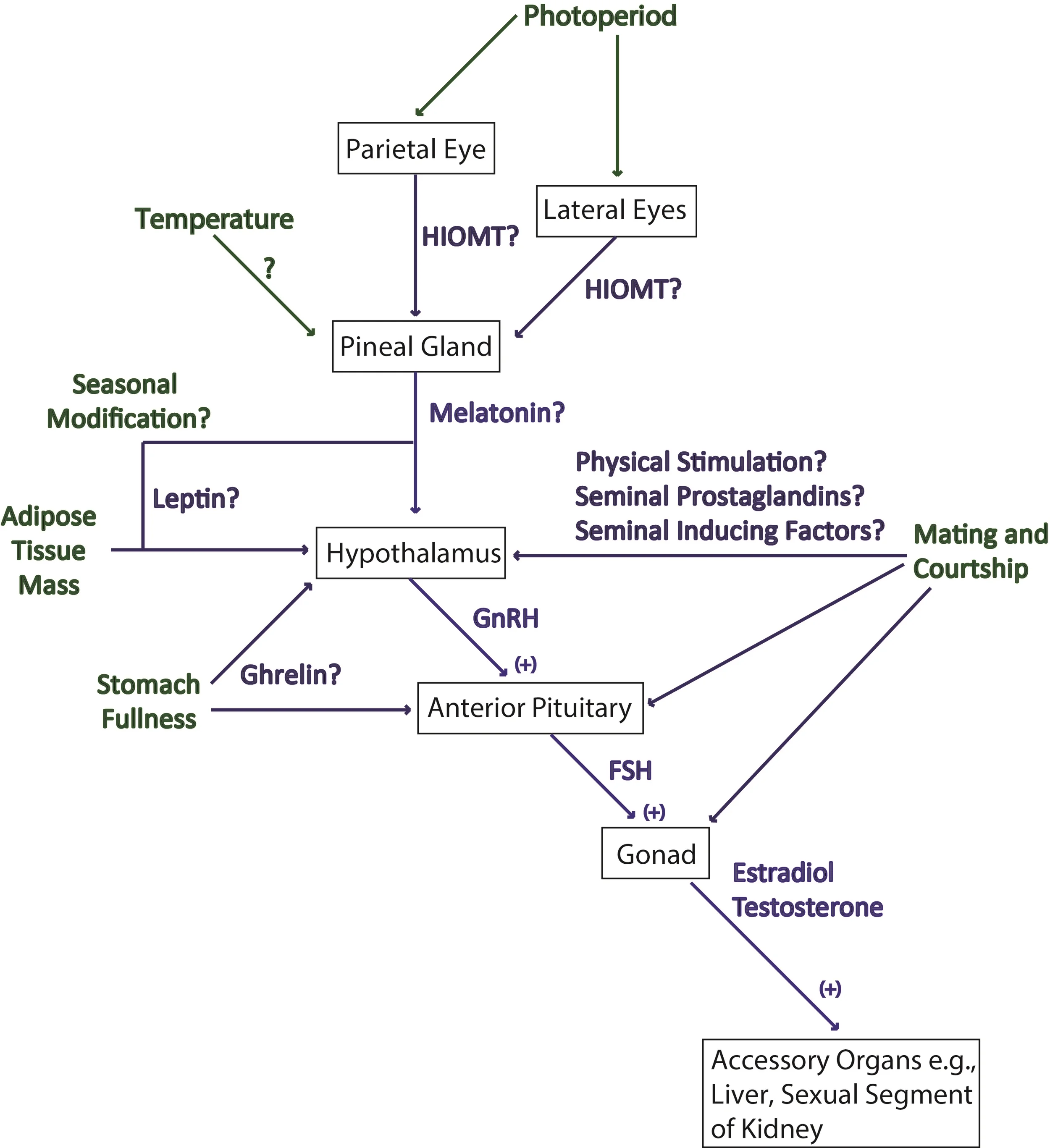 Model of the theoretical reproductive decision-making process a lizard or snake might use. Green items are "cues" a lizard might use to collect information about potential reproductive success, while blue items represent the hypothetical mechanisms that sense, interpret, and communicate those cues to the reproductive system. Reproduced from Van Dyke, J.U. 2014. Cues for reproduction in squamate reptiles. Pp 109-143 in Lizard Phylogeny and Reproductive Biology. Eds J.L. Rheubert, D.S. Siegel, and S.E. Trauth. CRC Press, Boca Raton, FL.