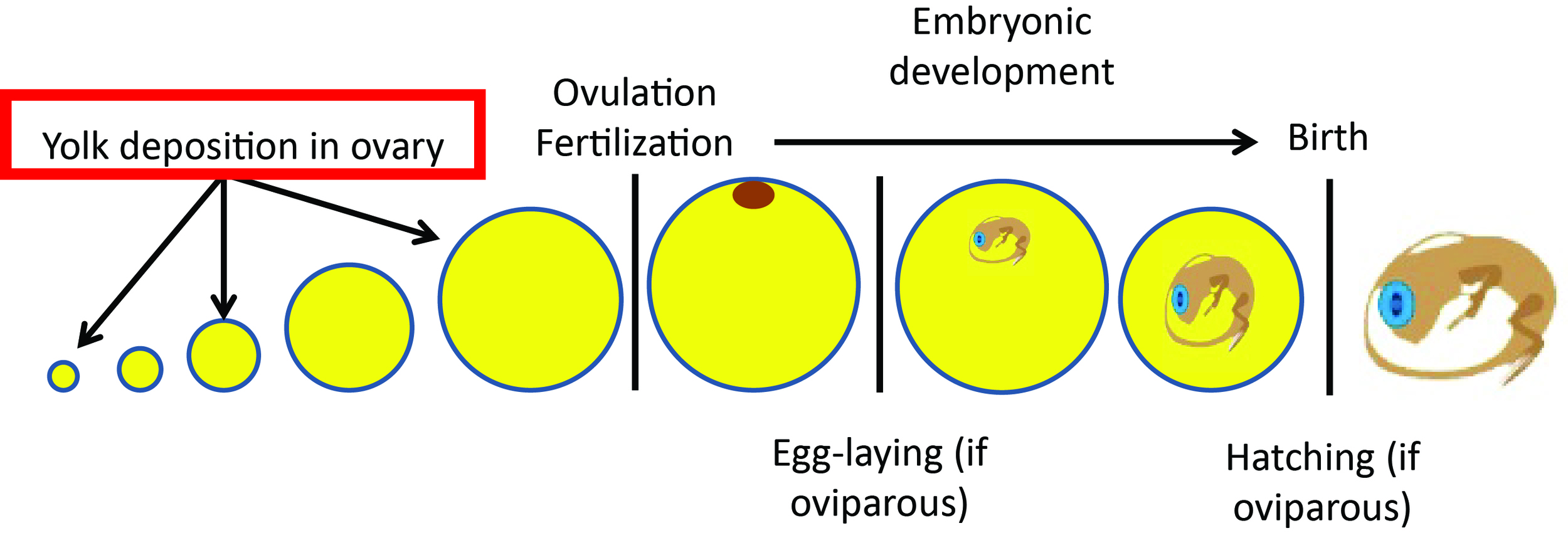 This image demonstrates lecithotrophic reproductive allocation. Nutrients are laid down in the ovary as yolk, which is produced in the liver in a process called vitellogenesis. After ovulation, eggs are fertilized. In egg-laying (oviparous) species, the egg is then deposited in the environment to develop. In some live-bearing (viviparous) species, the yolk-provisioned embryo develops inside the mother prior to birth. The red box indicates that yolk deposition is the main mechanism of reproductive allocation. The shrink in egg size during embryonic development occurs because the embryo burns some portion of the energy in yolk to fulfill its energetic demands of growth.