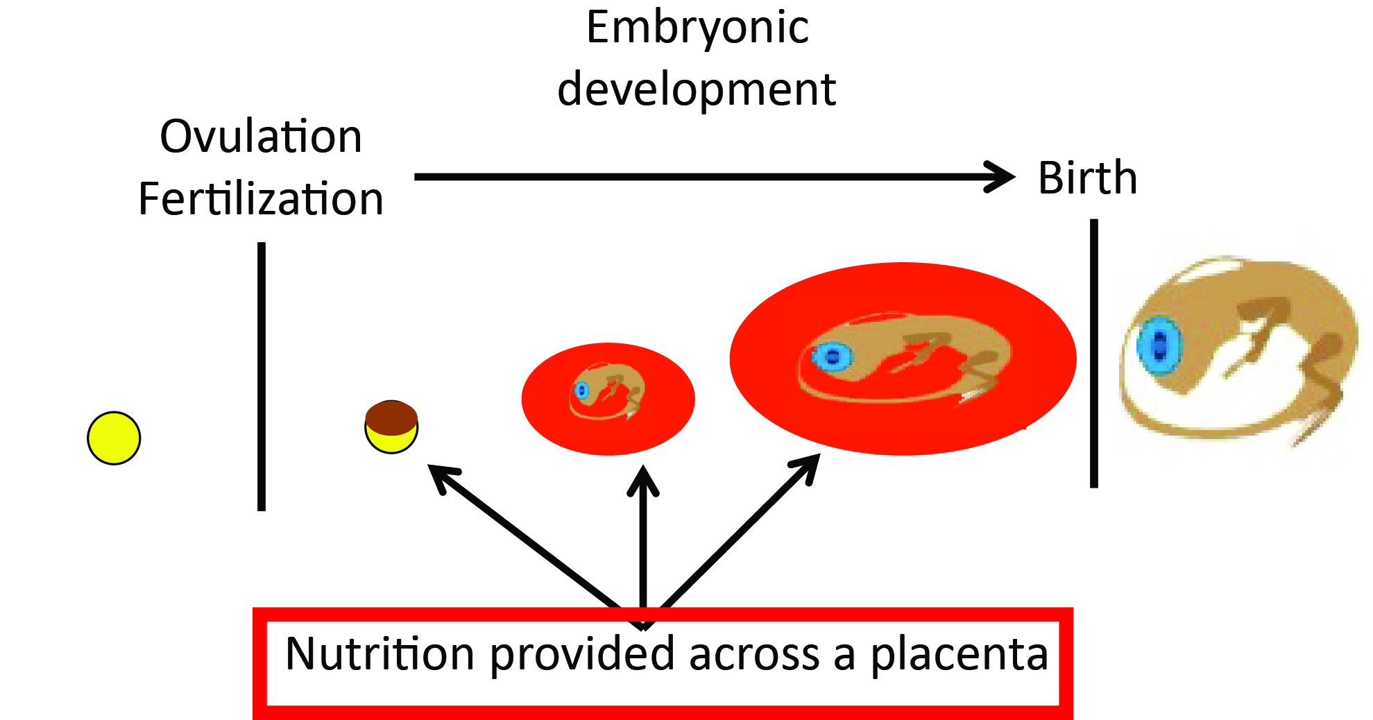 This image demonstrates placentotrophic reproductive allocation. Nutrients are provided to developing embryos after ovulation and fertilization via a placenta. The placenta typically allows a direct connection between the mother and her developing embryo. The increase in egg/embryo size indicates that the embryo receives a net gain of material from the mother during embryonic development. The red box indicates that the placenta is the main mechanism of reproductive allocation.