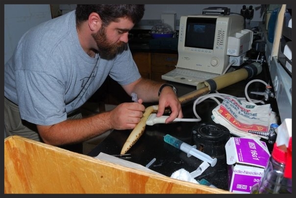 Sampling yolk, using an ultrasound machine, from an anesthetized pregnant female Kenyan Sand Boa ( Eryx colubrinus )