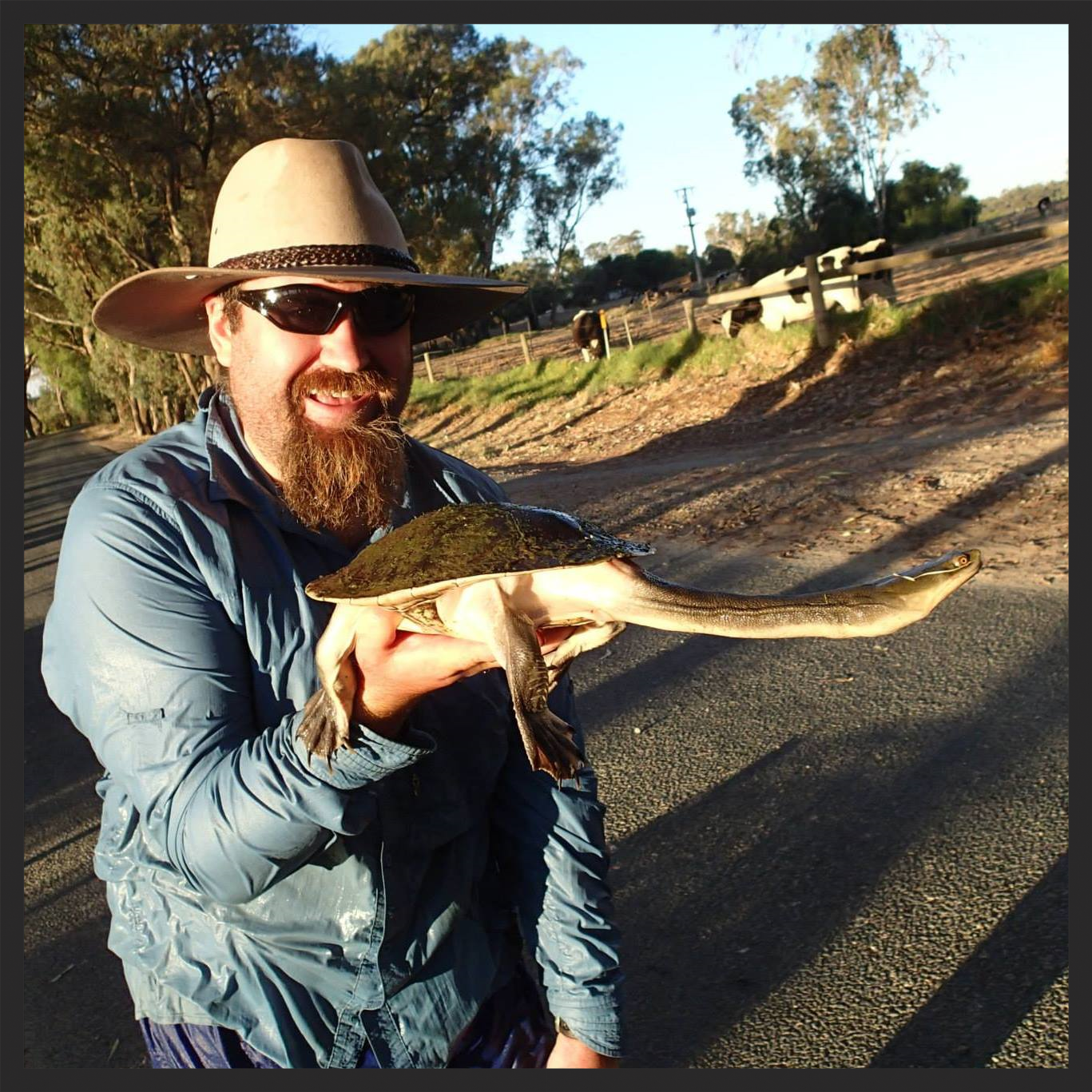 With yet another adult female Broadshell Turtle ( Chelodina expansa ) during fieldwork in north-central Victoria
