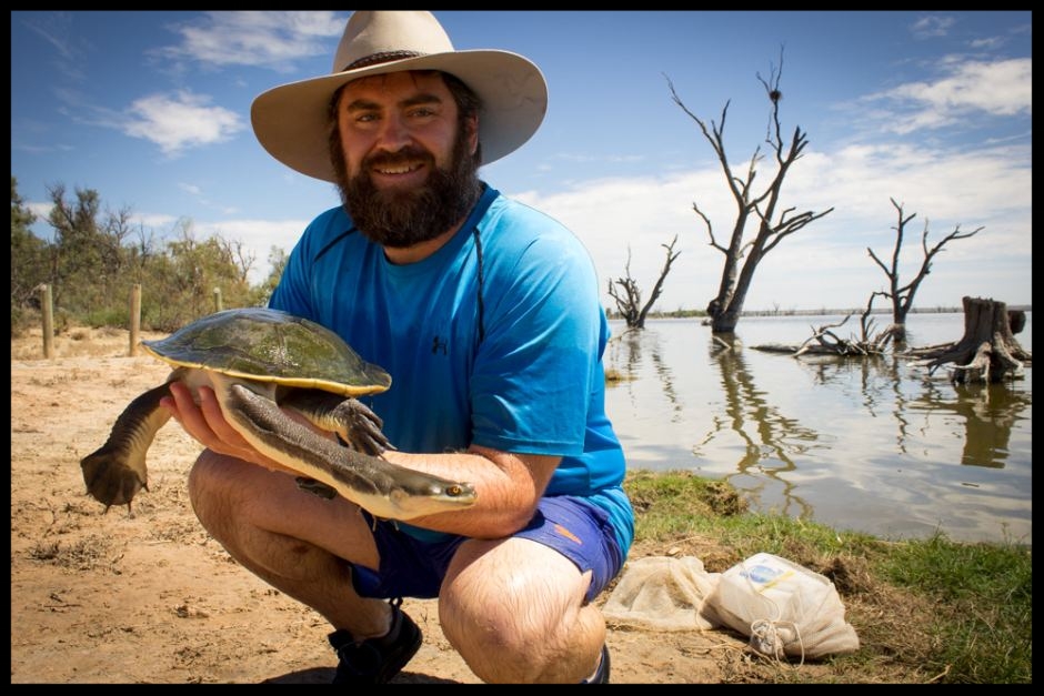 With another broadshelled turtle