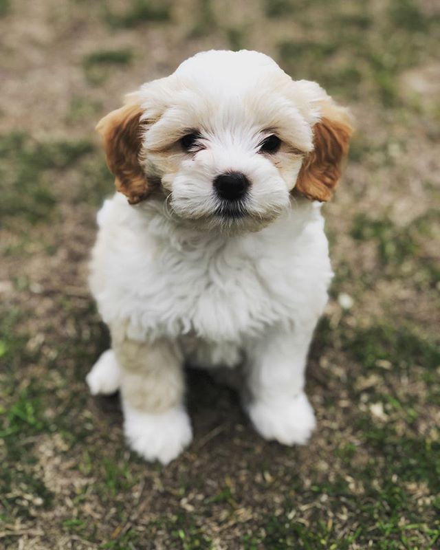 Got a new pup, and her name is Wonder. #miniaturegoldendoodle #goldendoodlepuppies