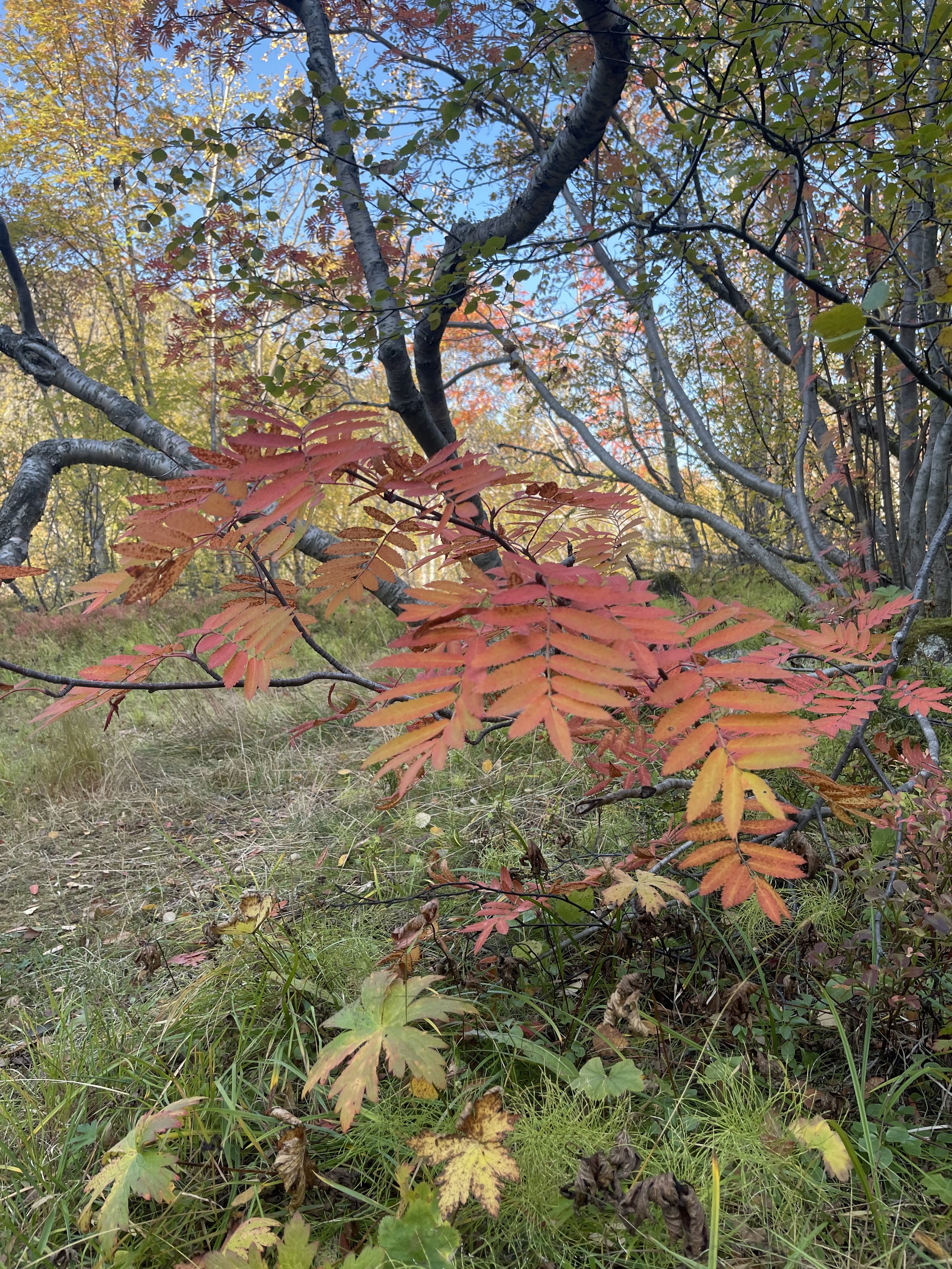 IMG_2331.jpeg
