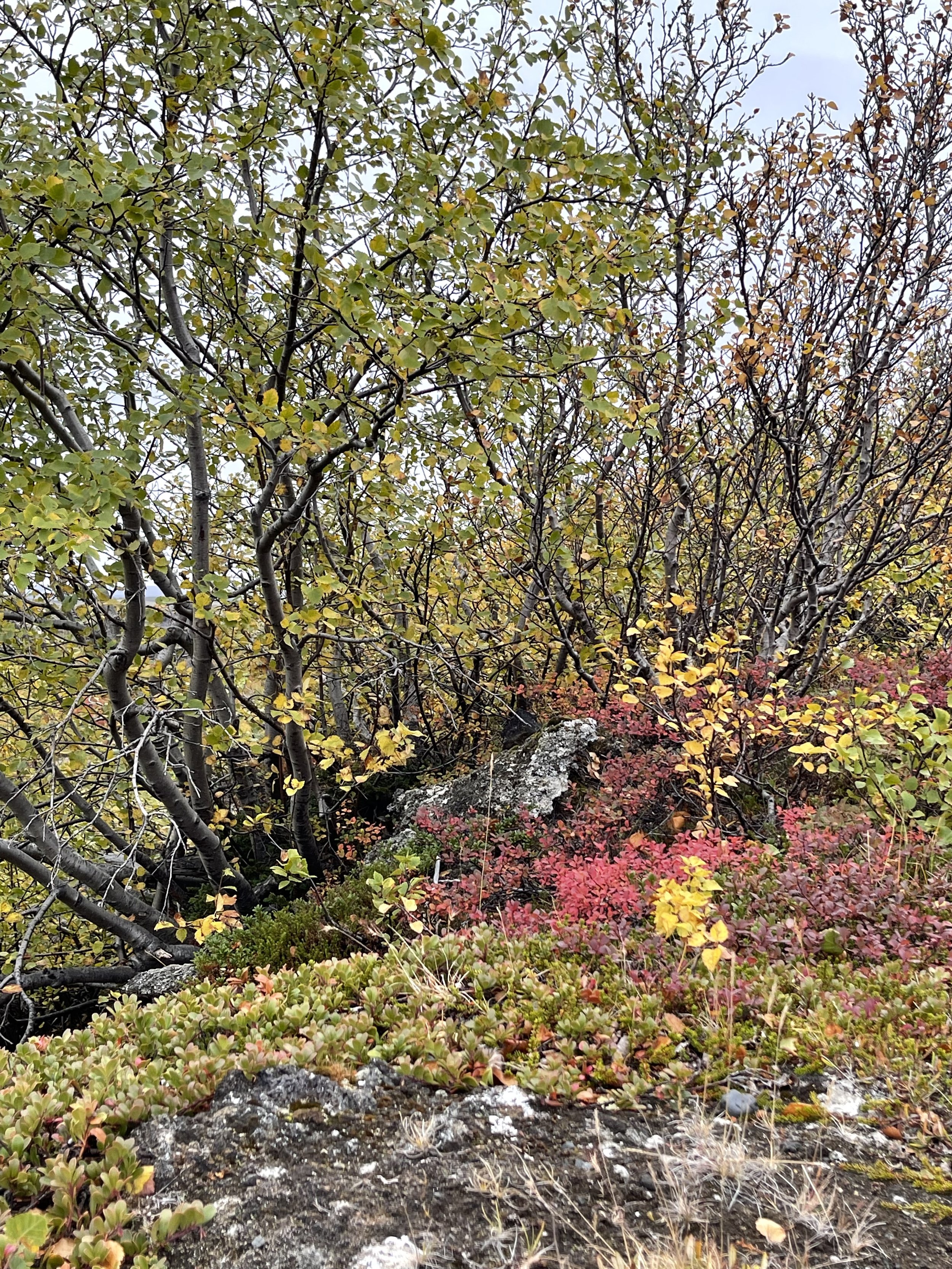 IMG_2512.jpeg