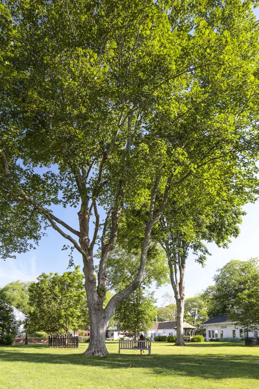 Hamptons_Amagansett_Square_General_07.jpg