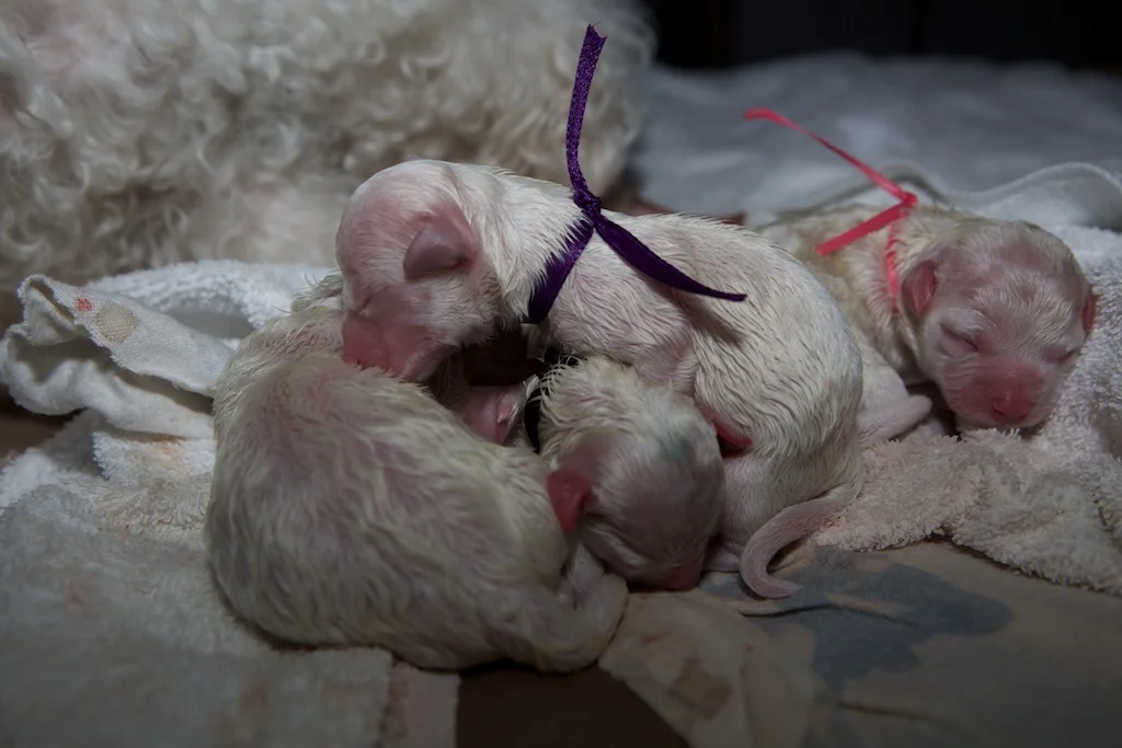 Pearl's Pups 4-19-15 9.jpg