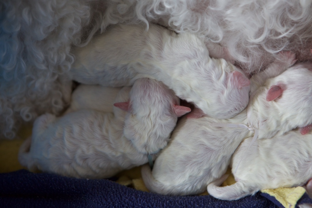 Pups 4-2015 3.jpg