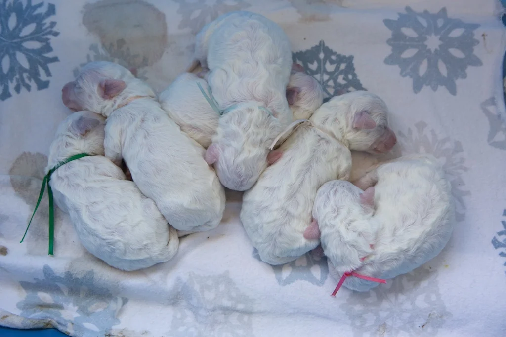 Pups 4-2015 2.jpg
