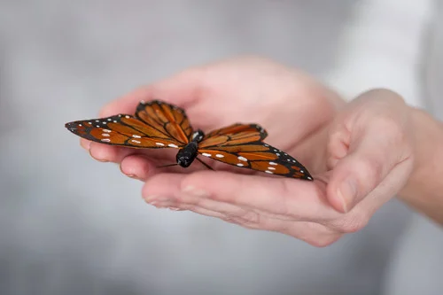 When discerning the spiritual behind the physical, transformation is always optional in the sense that, we have to make the choices God would have us to make. This doesn't always happen in our trials.