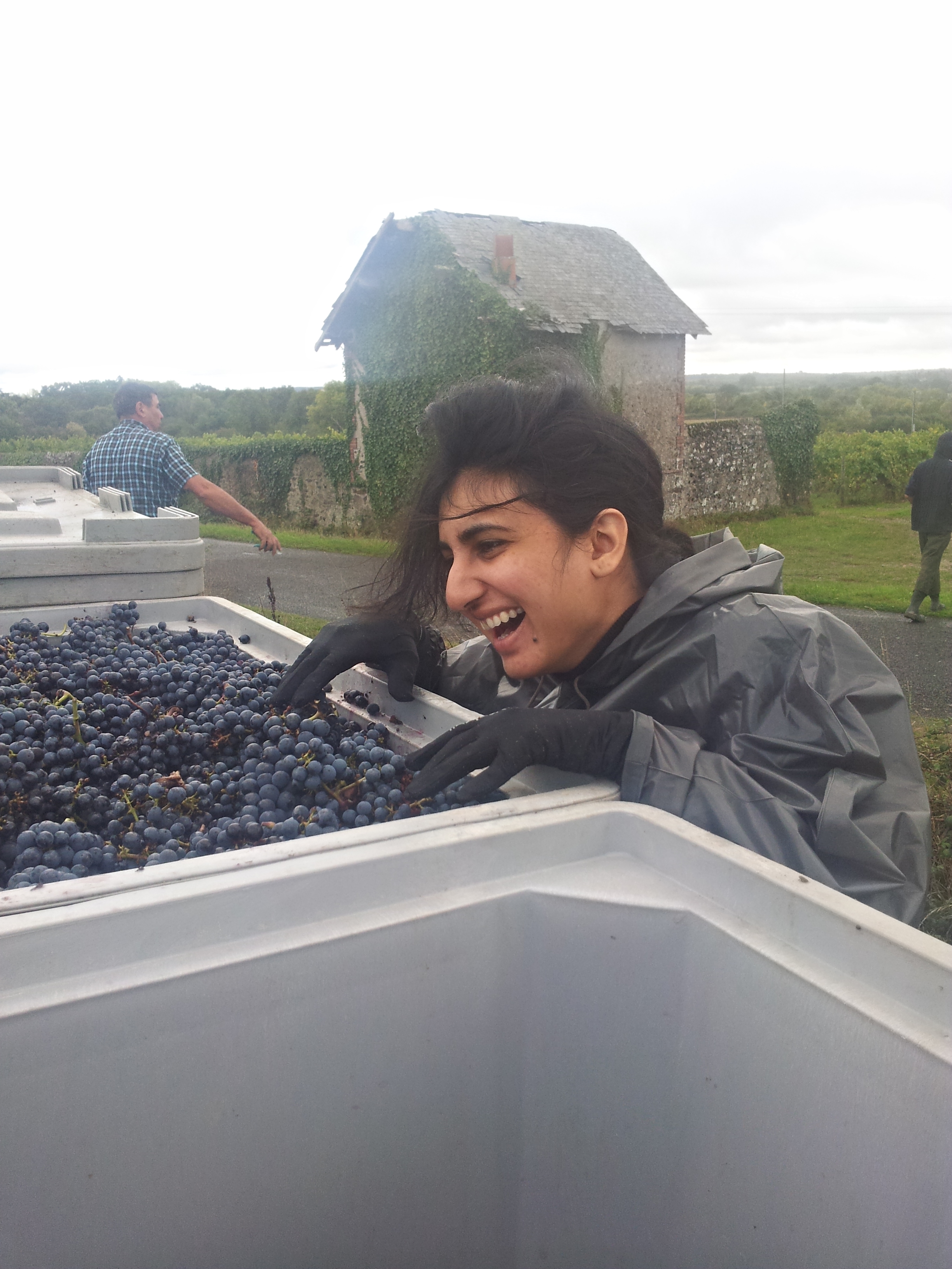 Having a laugh after harvesting Cabernet Franc grapes