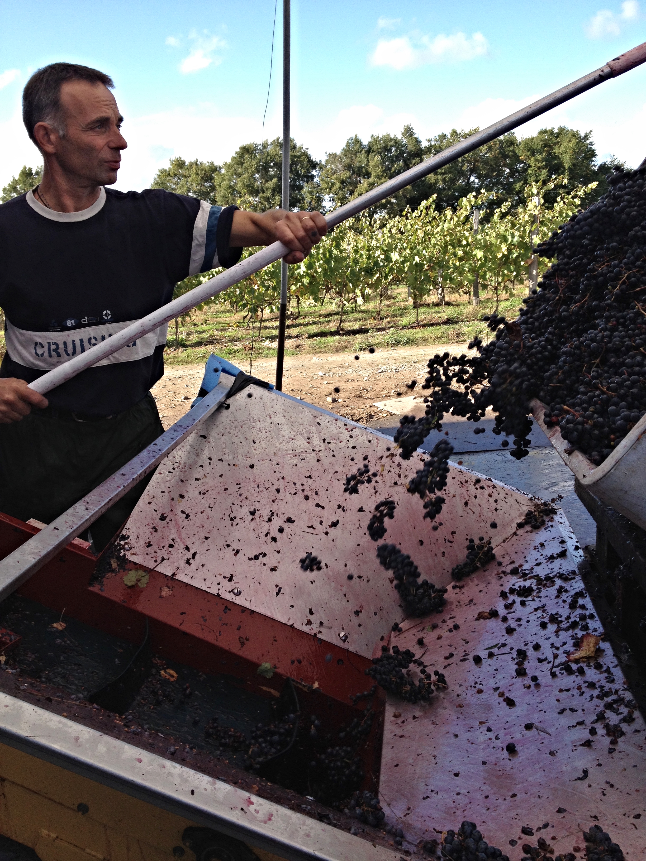 Freddy the press master feeding the de-stemmer Cabernet Franc grapes. Freddy is a man of many talents. As soon as he realised I am Indian, he proceeded to fire some perfectly accented Tamil phrases at me...! That was the last thing I expected in rural France! Needless to say I didn't understand anything he said in Tamil so we stuck to English and my broken French