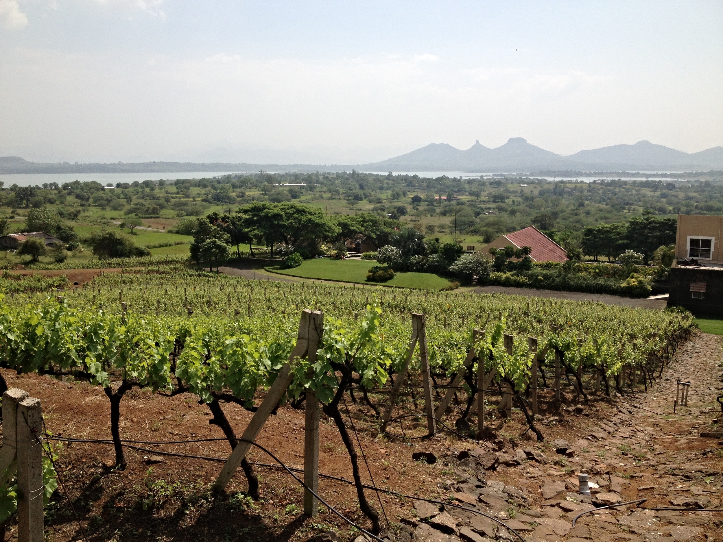 View from Grover Zampa's vineyard