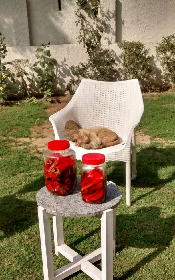 The Cat and the chillies enjoying winter/ spring sunshine