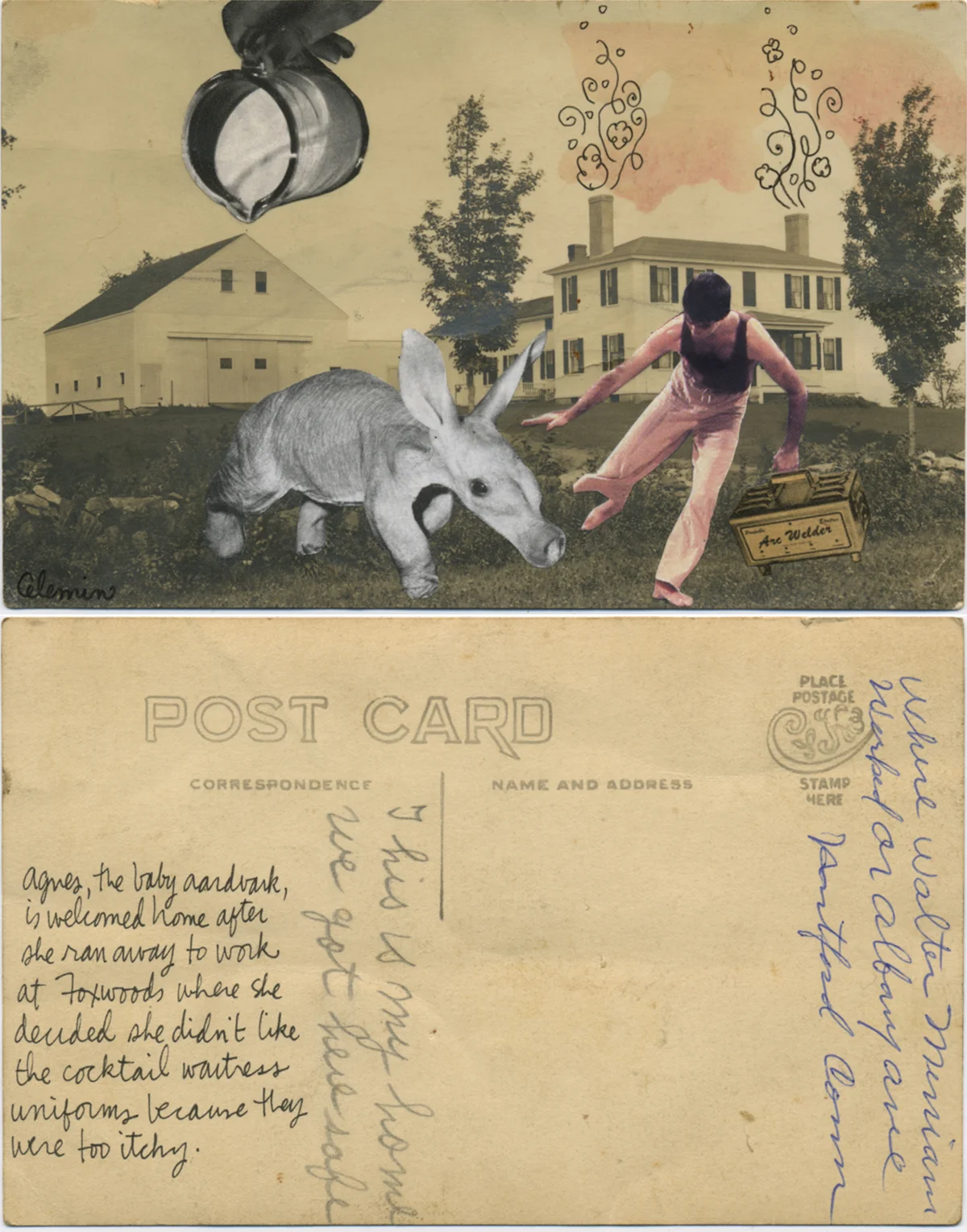 aardvark_copyright Teresa Celemin.jpg