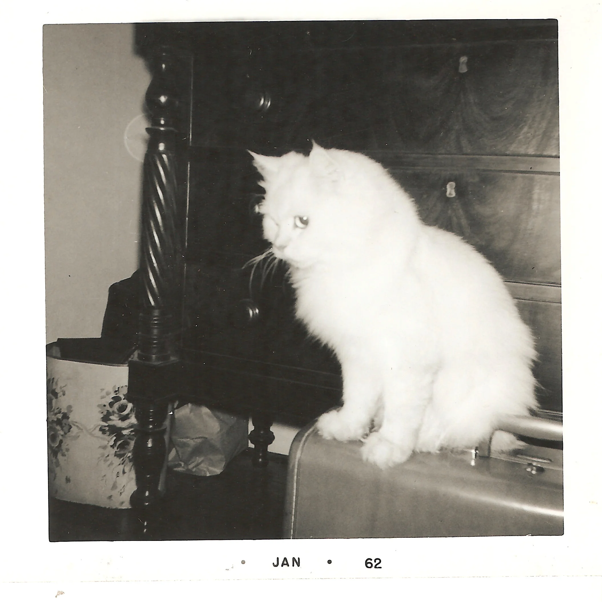 Terry, one of Evelyn Hazen's many cats. More images of Terry at http://tinyurl.com/jubjsmk.