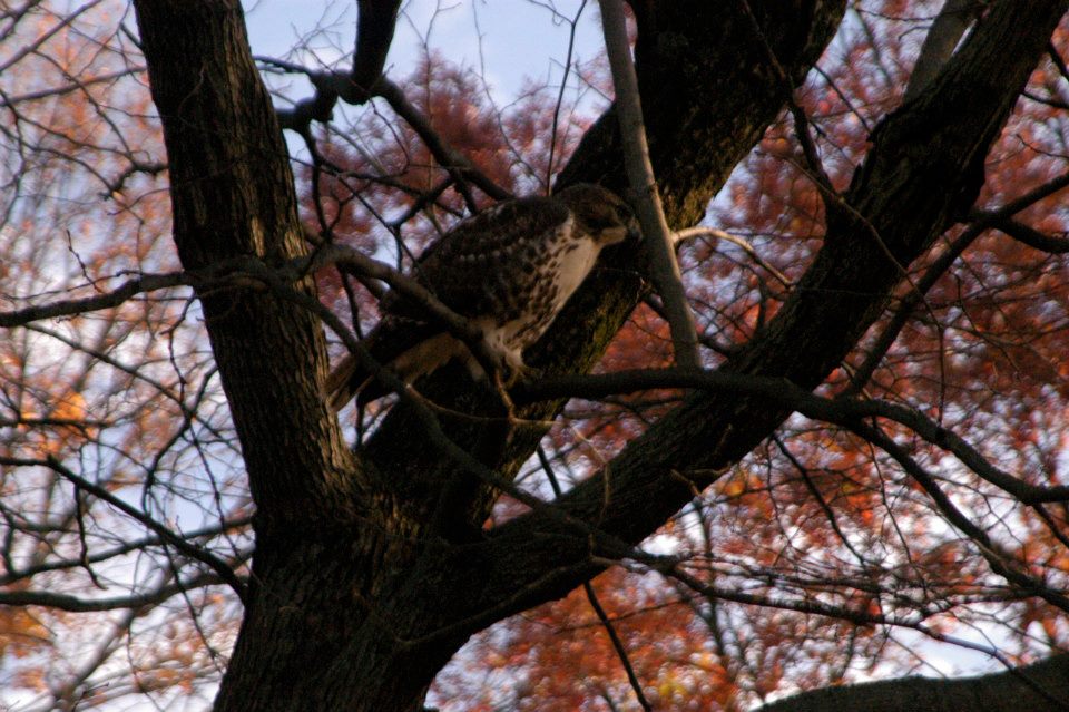 A family of hawks still hunt on Mabry's Hill today. Evelyn would probably fear for the squirrels. 