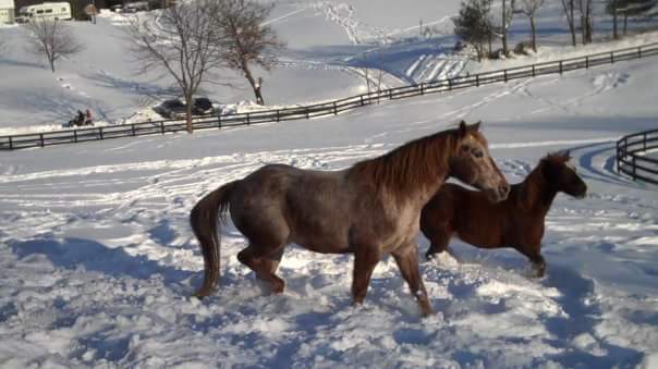 Chocolate & Buster