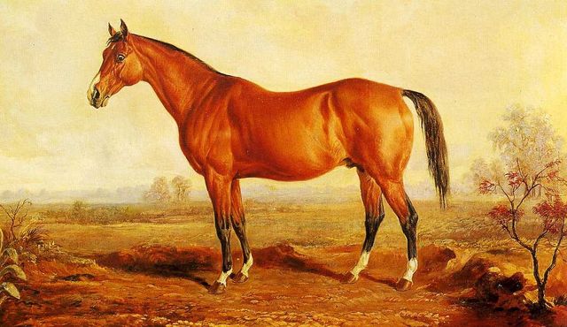 The famous "Lexington", who apparently sired Mabry's horse, "Helmet". 