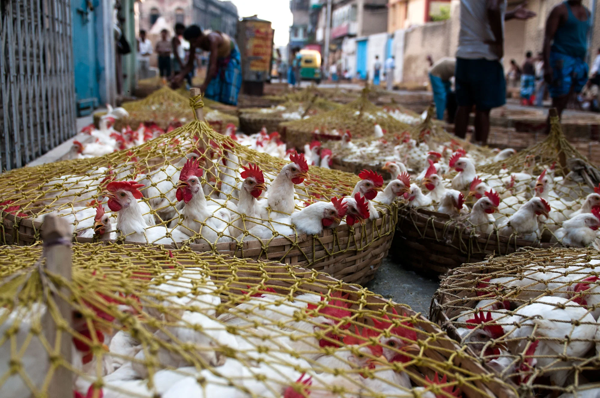 New Market Kolkata India slaughterhouse | sorting of chickens for weight and size.