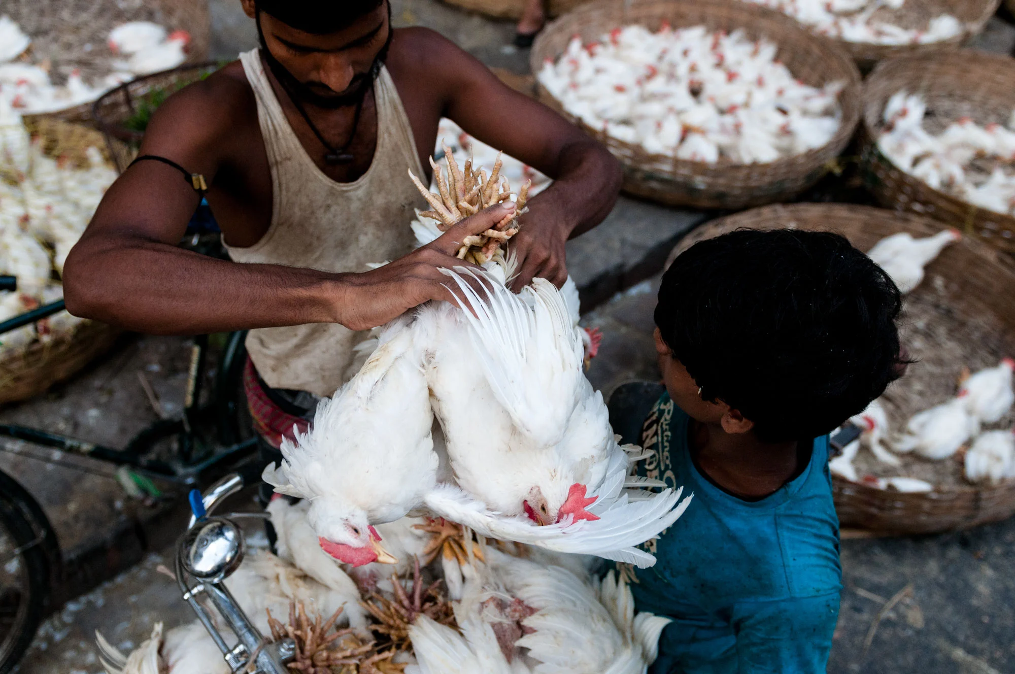 New Market Kolkata India slaughterhouse | laborers hang chickens for bicycle transport.