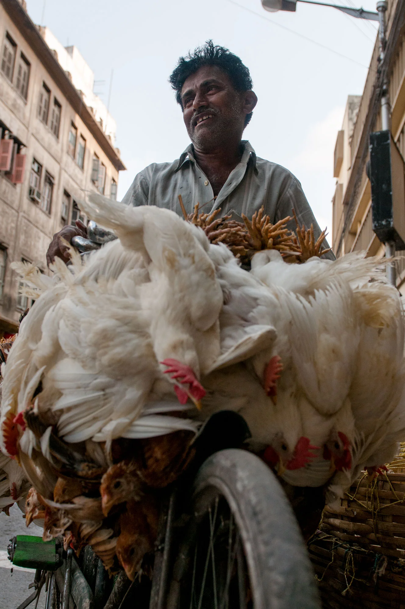 New Market Kolkata India slaughterhouse | the cyclist is prepared for chicken delivery for customer throughout the city.
