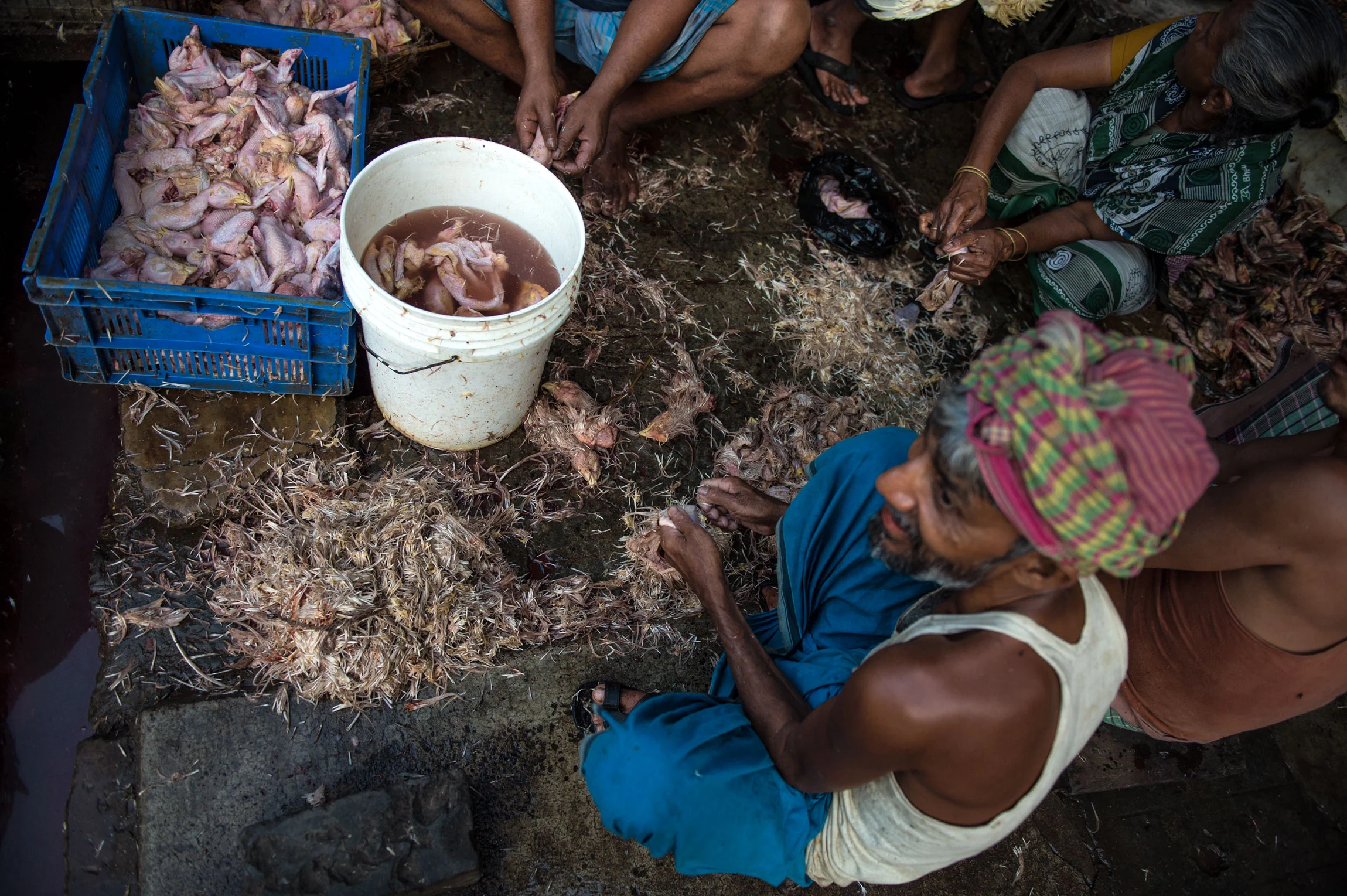 New Market Kolkata India slaughterhouse | small chicken slaughterhouse near the new market. Day laborers plucking chicken heads and wings to sell to restaurants.