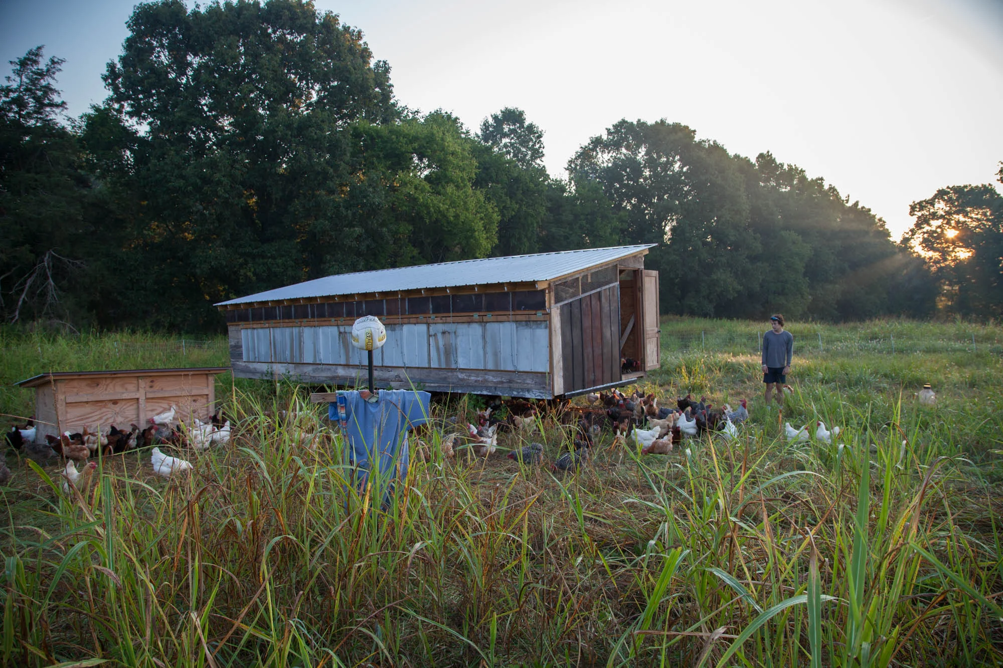 If it’s his turn on the schedule, the first thing Nate does when he gets to the farm is let the chickens out of their mobile coop where they roost overnight. A scarecrow wards off airborne predators while farm dogs Phoebe and Filbert (two huge white Great Pyrenees) patrol on foot. Funny Girl Farm chickens are raised for egg production and the farm has hundreds of them at a time to keep up with demand for fresh eggs.